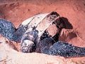 Żółw skórzasty. Źródło: https://commons.wikimedia.org/wiki/File:LeatherbackTurtle.jpg?uselang=pl, dostęp: 03.02.2016